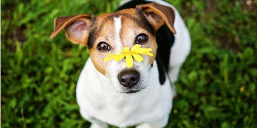 Šunų alergija – kaip atpažinti ir padėti?